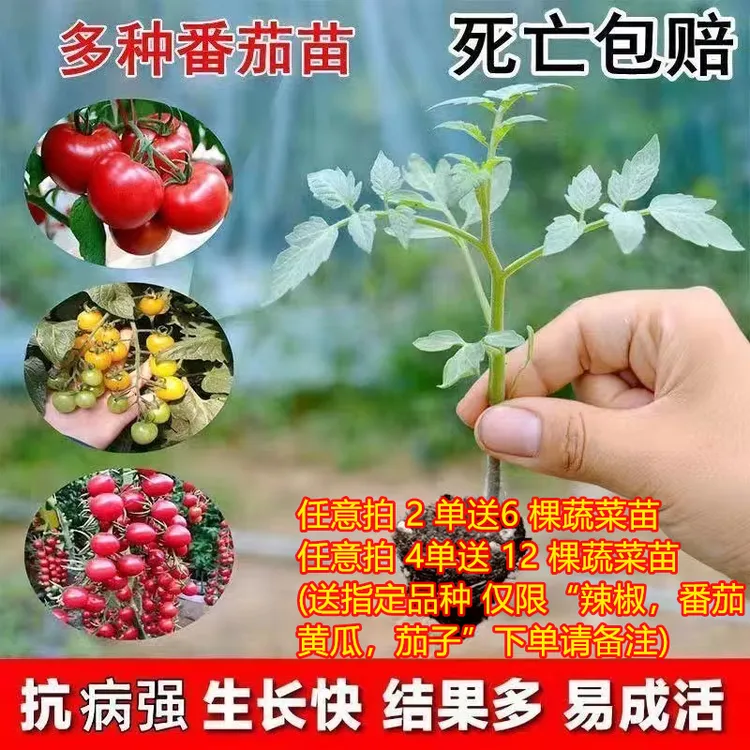 【拍两单送六棵】番茄圣女果苗樱桃番茄西红柿秧苗阳台地栽高产穴盘