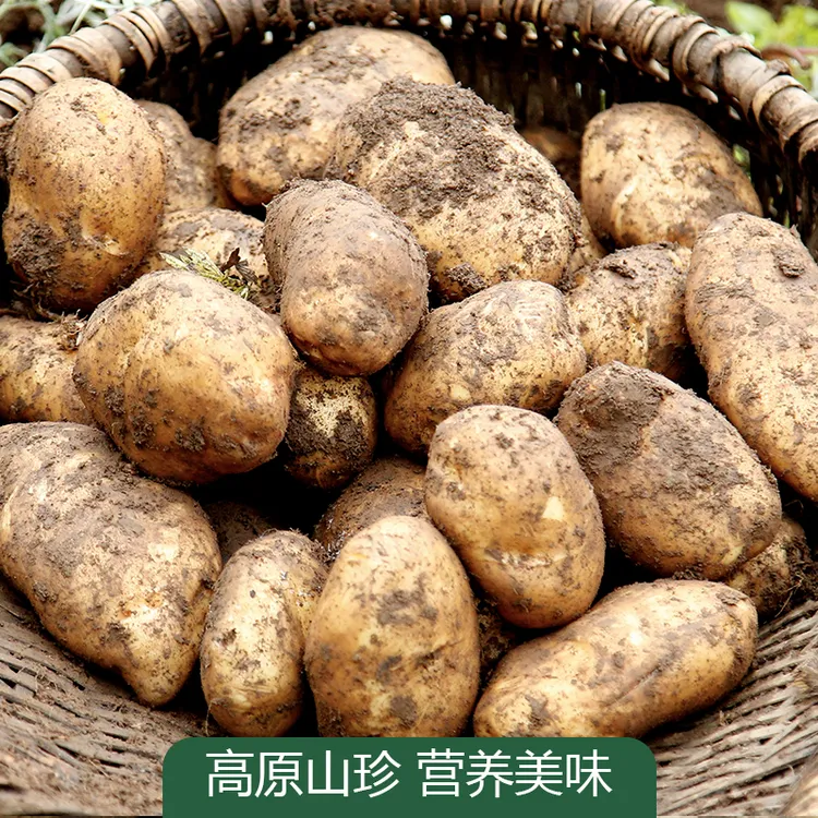 贵州毕节威宁2025年新鲜洋芋马铃薯黄心大中小高山土豆5斤包邮