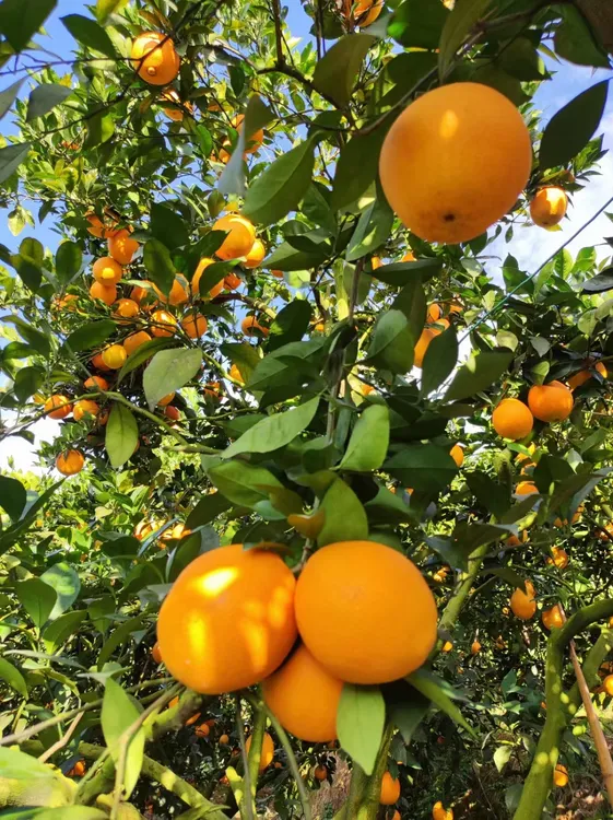 正宗赣南脐橙自家果园现摘现发60~70mm小果带箱5斤装