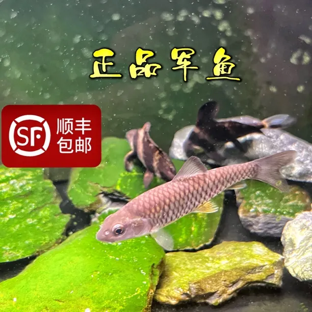 军鱼原生鱼溪流鱼黄娟鱼光倒刺鲃青竹皖鱼爱跳冷水观赏凶猛耐养