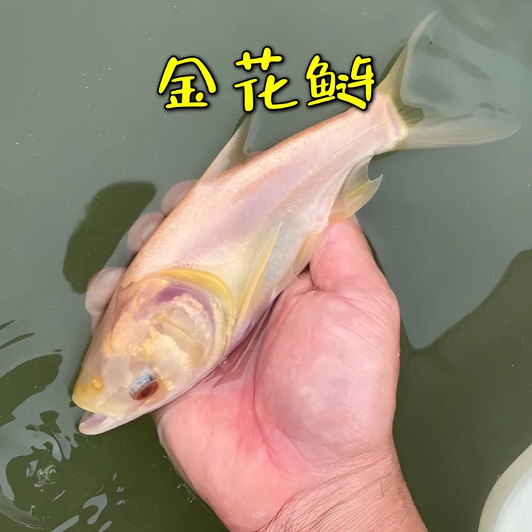 赤目金大头观赏变异花鲢金鳙鱼胖头淡水滤食控制水质吃藻养殖