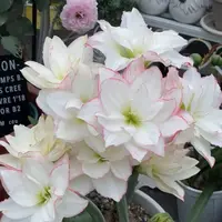 「曦荷」重瓣自然球 国内自育朱顶红种球 