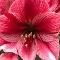 「花瓶」单瓣 荷兰进口朱顶红 多年生种球 实际偏小