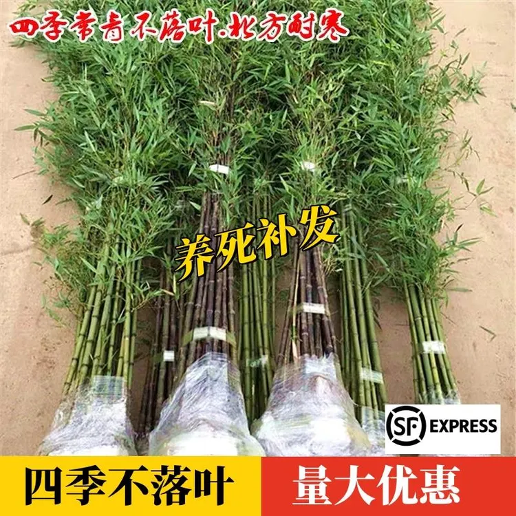 四季青金镶玉苗早园耐寒竹苗大型紫竹绿化竹子观赏庭院竹北方栀月