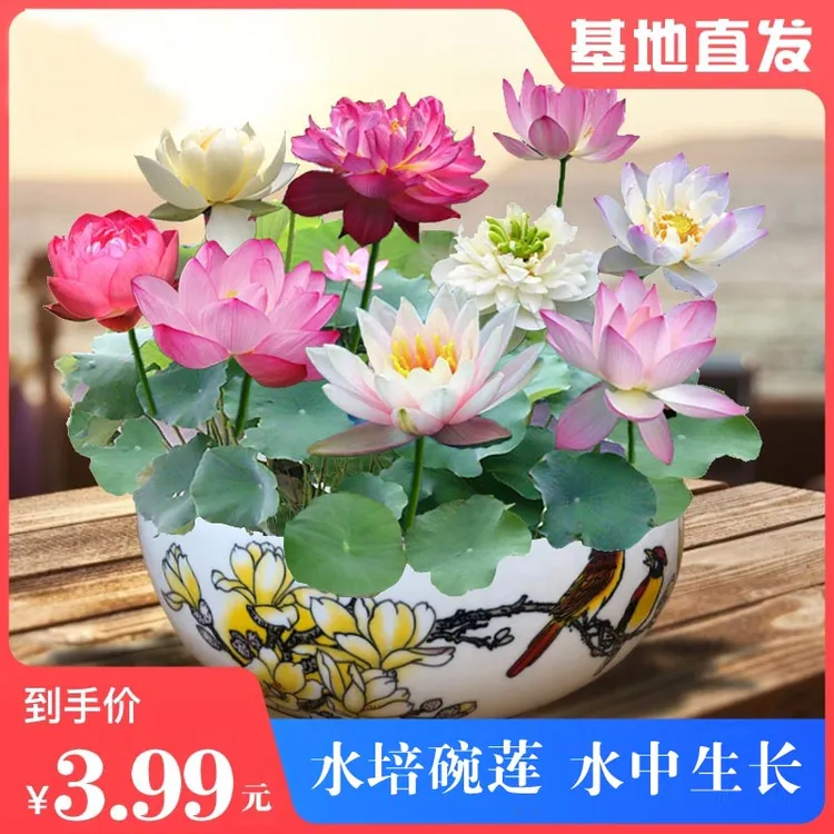 2包【水培碗莲种子】睡莲花卉好养种籽荷花盆栽客厅四季水养