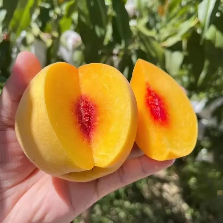 正宗上海奉贤黄桃新鲜水果 京东生鲜发货  8个装/12个装