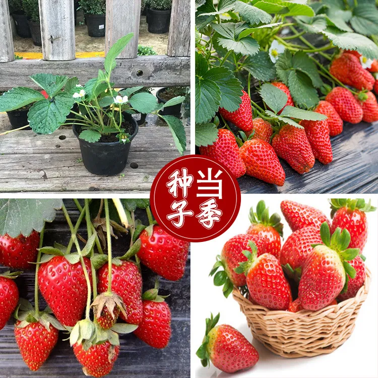 【新疆包邮】改良盆栽草莓种子四季播种室内阳台庭院可盆栽