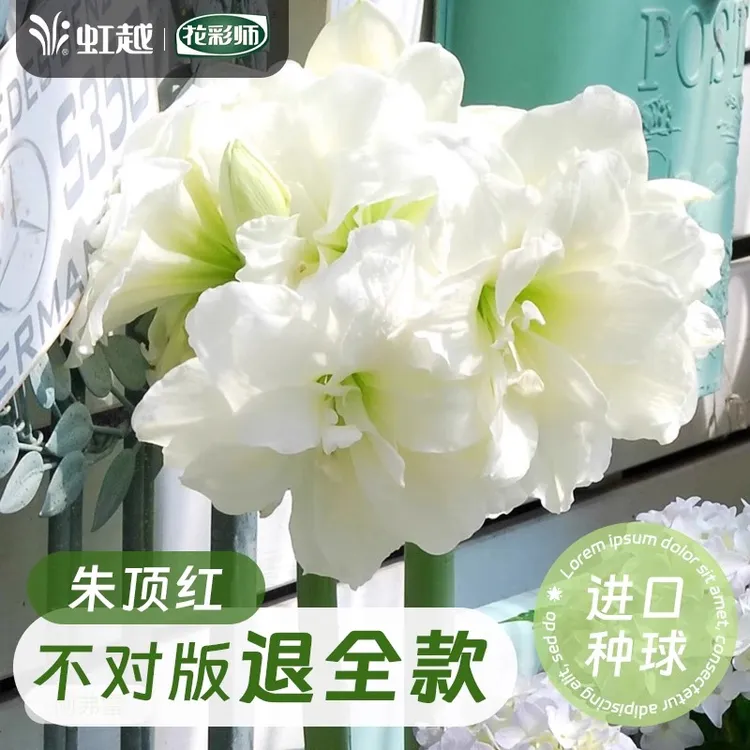 虹越花彩师朱顶红种球南非秘鲁进口球根重瓣阿弗雷鬼魅毕加索四季
