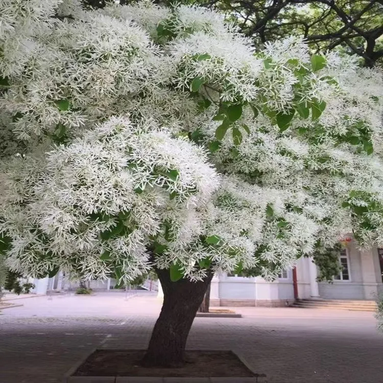 流苏苗流苏小苗流苏树苗老根油根子树苗树桩老桩流苏嫁接桂花沾木