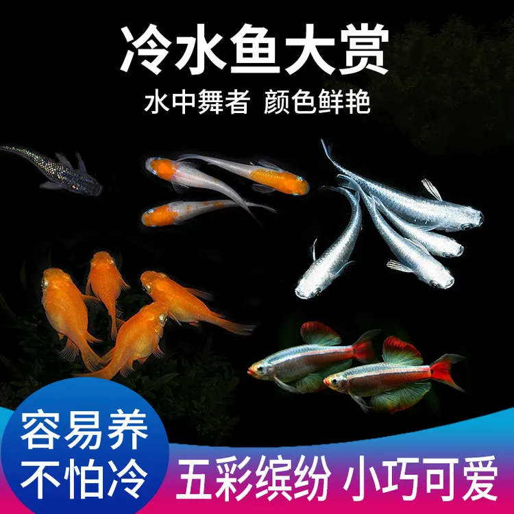 观背青鳉鱼送饲料不打氧观赏鱼小型锦鲤鱼苗生态缸养鱼0-40好养活