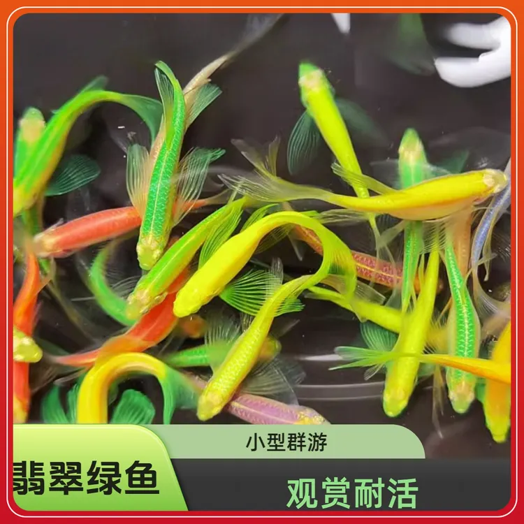 绿色长鳍蝶翼斑马鱼新手好养小型群游热带观赏鱼无需打氧气耐活