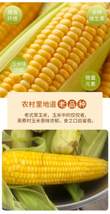沂蒙山笨玉米非甜非糯老式黄玉米笨玉米玉米一斤到五斤新鲜采摘