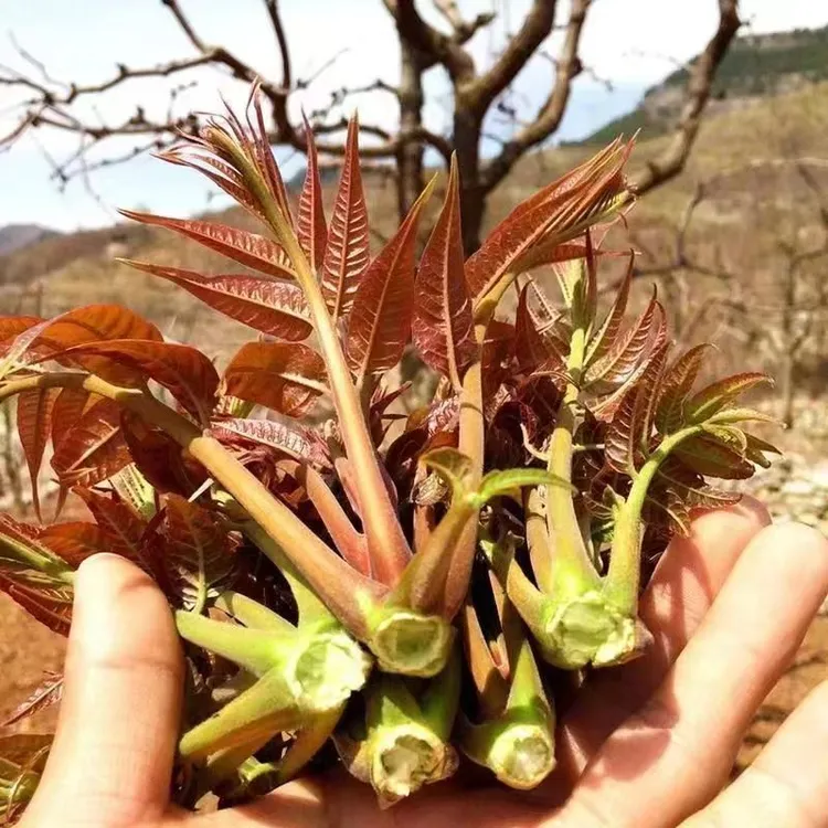 香椿新鲜红香椿芽沂蒙山现摘现发头茬香椿半斤到三斤