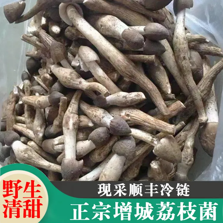 正宗增城本地荔枝菌鸡枞枝菌新鲜现挖纯野生五月菇夏至菇菌桂味菌