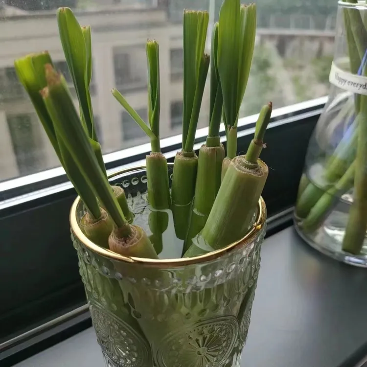 水培香茅草泰国柠檬香草可食用冬阴功驱蚊懒人绿植盆栽苗好养植物