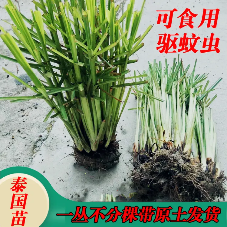 新鲜香茅草苗带土现摘现发货柠檬草种苗农家驱蚊虫盆栽泰国冬阴功