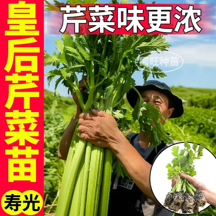 寿光高产皇后大西芹菜秧苗四季小香芹土芹红芹种子小院四季盆栽苗