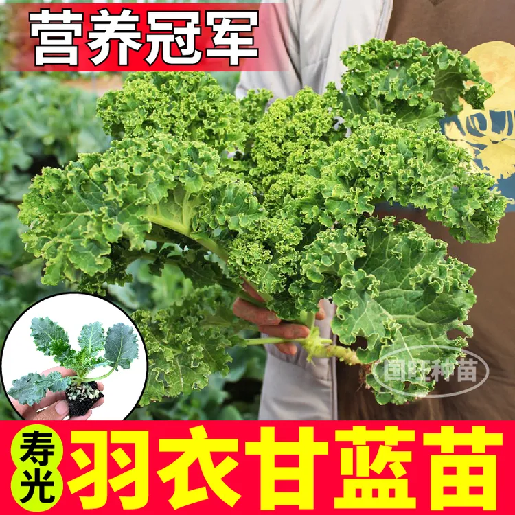 超级耐寒绿羽衣甘蓝秧苗紫羽衣种子观赏食用阳台盆栽庭院带土四季