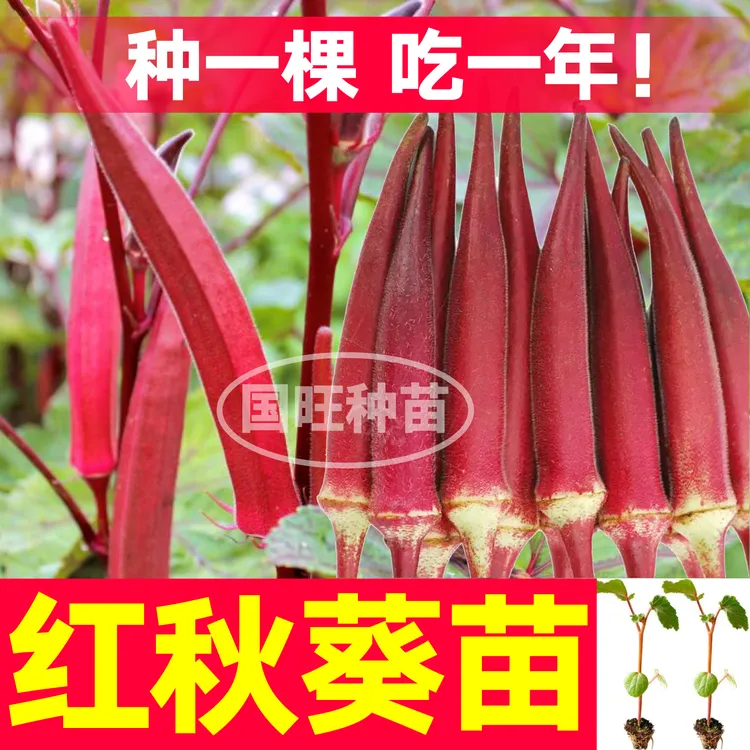寿光超级嫩奶油红秋葵秧苗水果秋葵绿红黄秋葵籽春秋四季盆栽山东