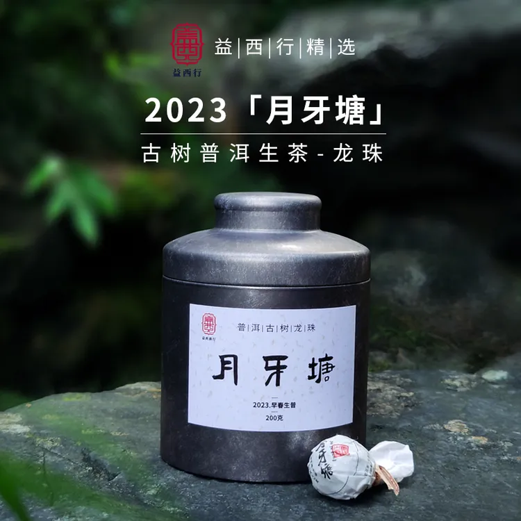 2023年早春古树纯料普洱春芽.古树生普龙珠.临沧新贵月牙塘生茶