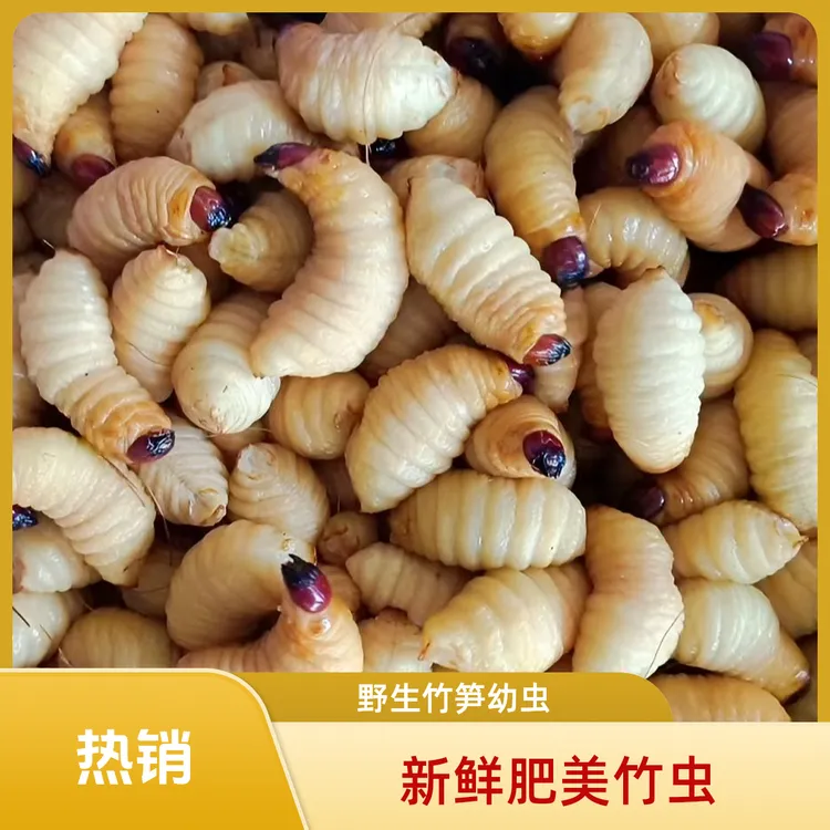 新鲜竹笋虫速冻椒盐油炸竹象鼻烧烤鲜活竹虫云南广东冷冻竹笋虫