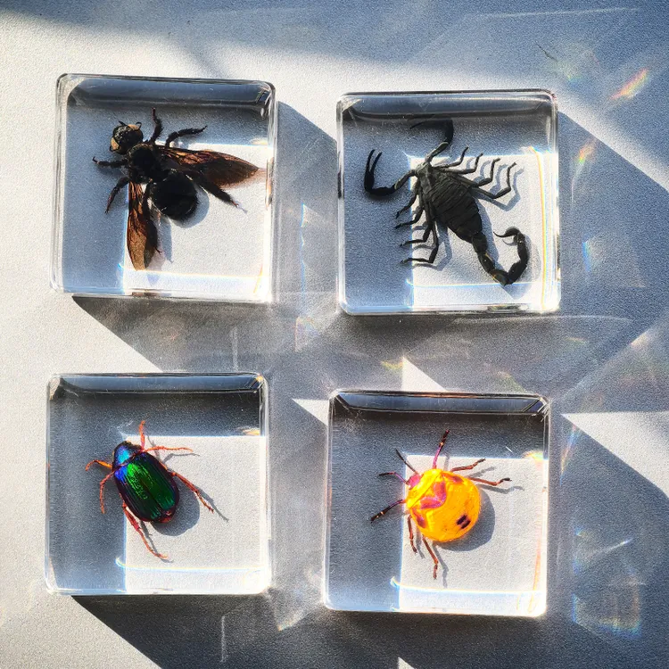 小动物真实昆虫标本树脂蜜蜂金龟蝴蝶幼儿园创意学生奖品礼盒手工