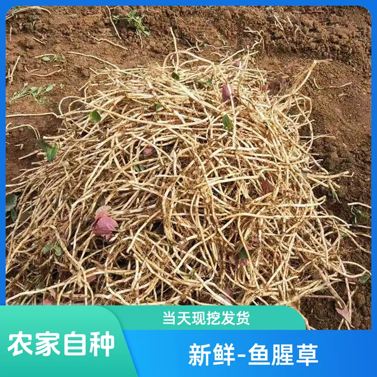 【新根上市】现挖带泥发货鱼腥草折耳根新鲜嫩根节节根凉拌蔬菜