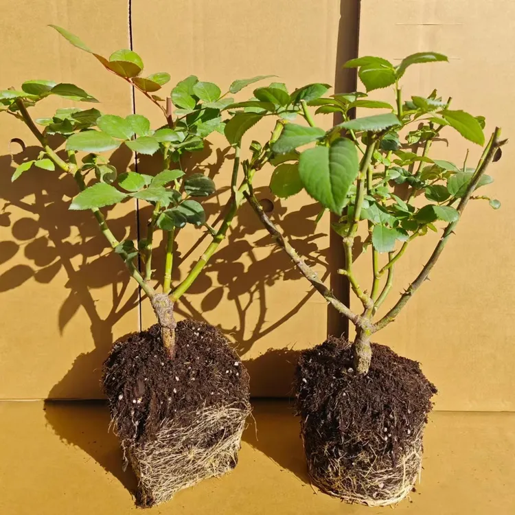 3区【低价促销】两件包邮根接月季玫瑰浓香绿植花卉盆栽多季开