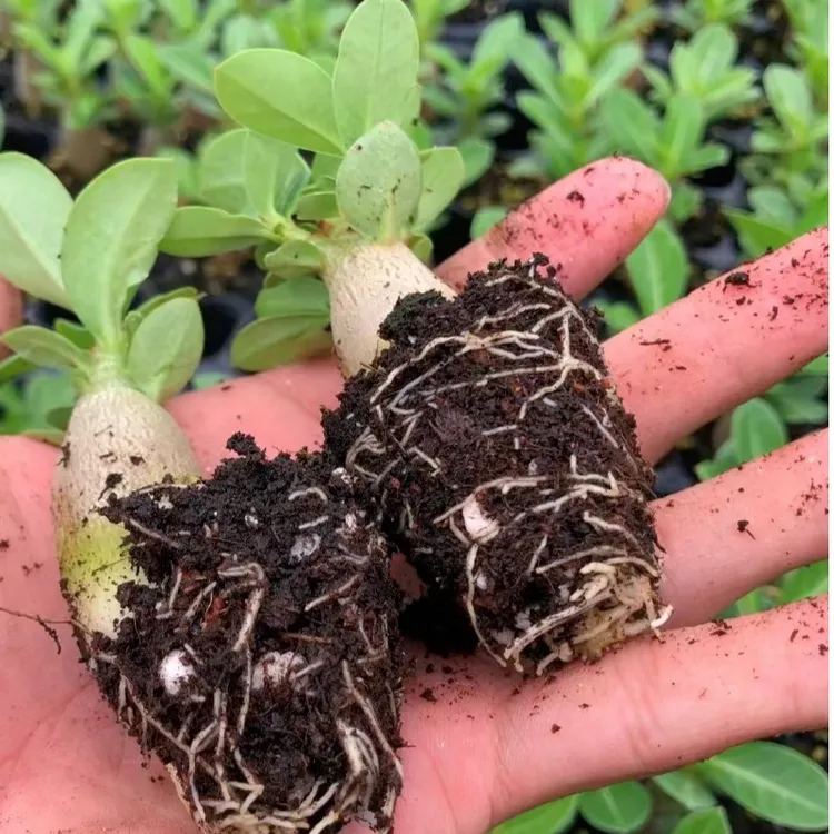 沙漠玫瑰室内外花卉植物多肉四季好养耐旱阳台桌面拇指苗小苗