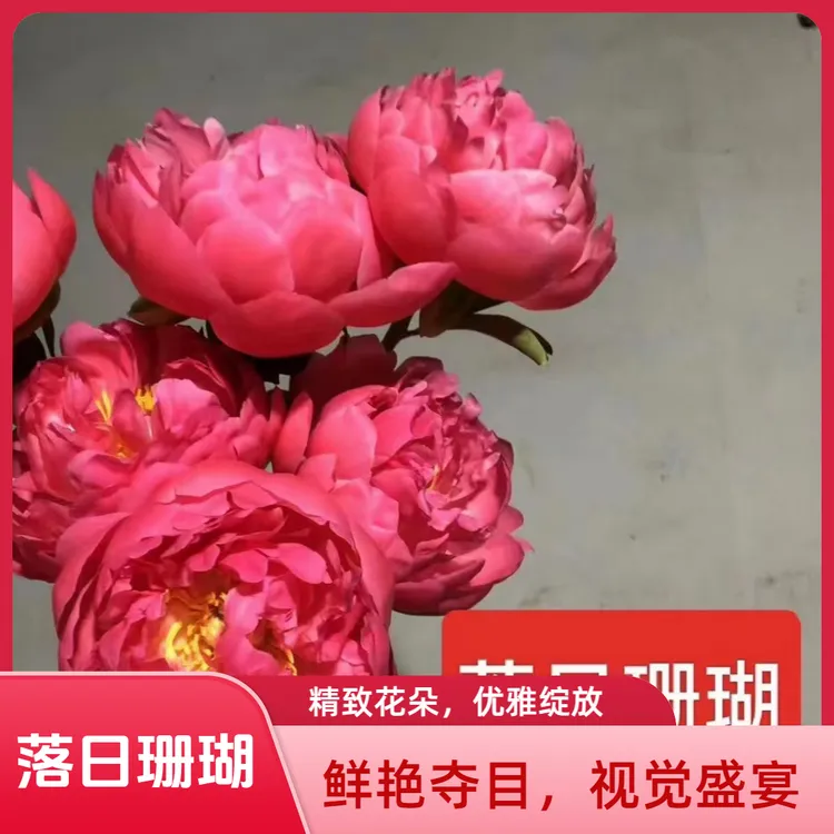 【落日珊瑚】洛阳芍药基地直发庭院栽植包对版