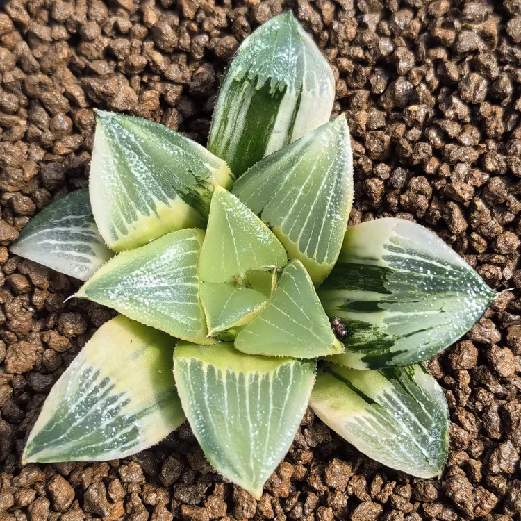 多肉植物十二卷裹般若实生锦6-7厘米，带原盆土发货，包邮。
