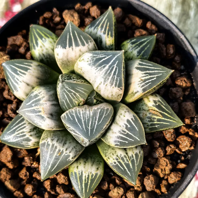 多肉植物十二卷白桃玉露7-8厘米，带原盆土发货，包邮。多肉盆栽