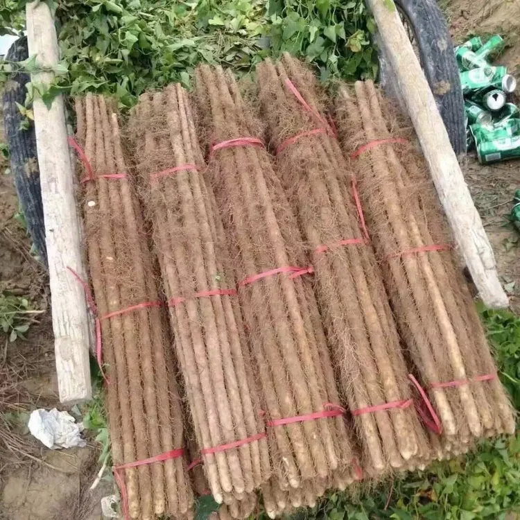 【5斤铁棍山药】新鲜粉糯香甜营养当季蔬菜原产地垆土40-60cm