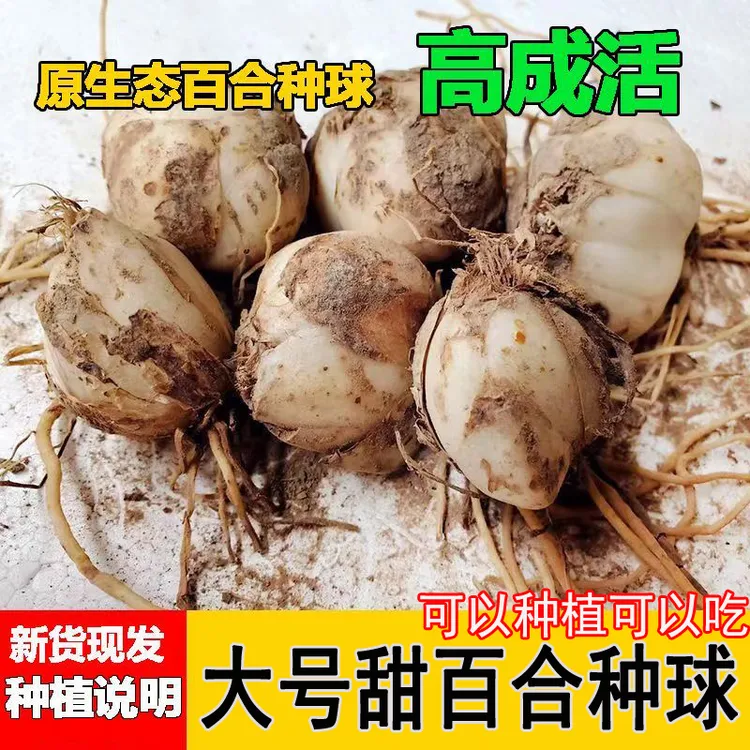 【大号食用甜百合种球】大号兰州百合盆种百合球开花种植也可吃