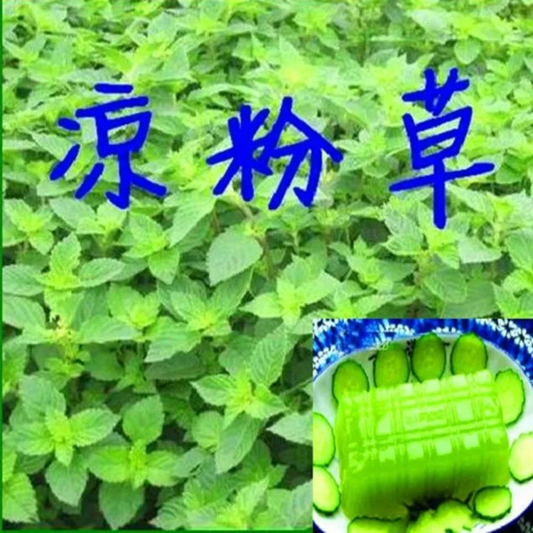 凉粉草种子仙人草种子神仙草种子仙草种子仙人冻种子白凉粉草种子