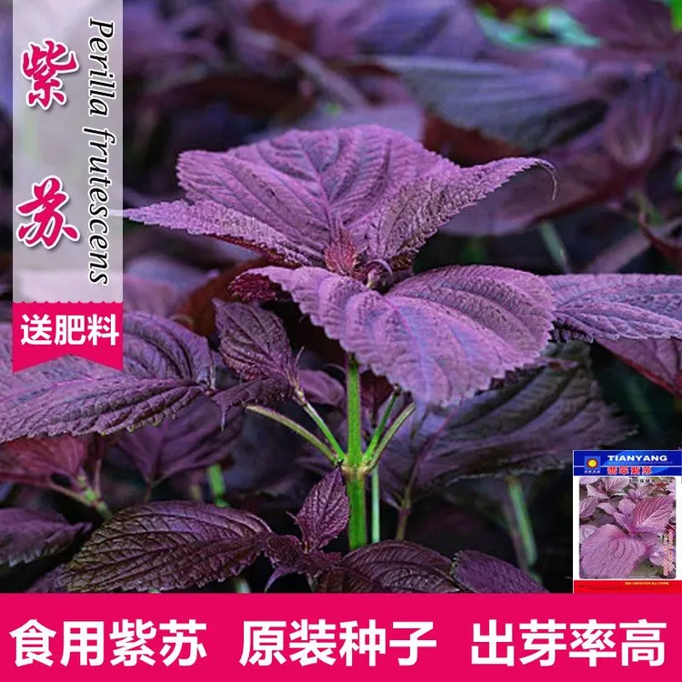 四季食用紫苏种子大叶紫苏种子双面紫苏菜秋冬季庭院阳台蔬菜种子