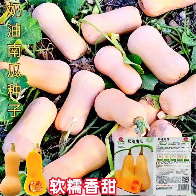 阿根廷奶油南瓜种子甜糯板栗高端蜜本南瓜种籽高产特色蔬菜种子