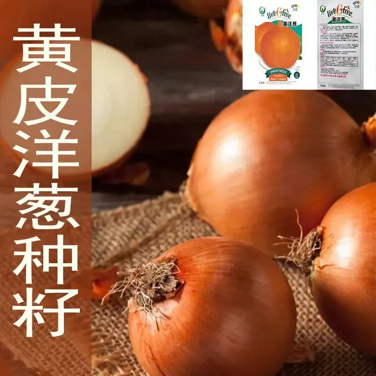 黄皮洋葱良种高产洋葱特色蔬菜种子早熟高产农家小院田园四季蔬菜