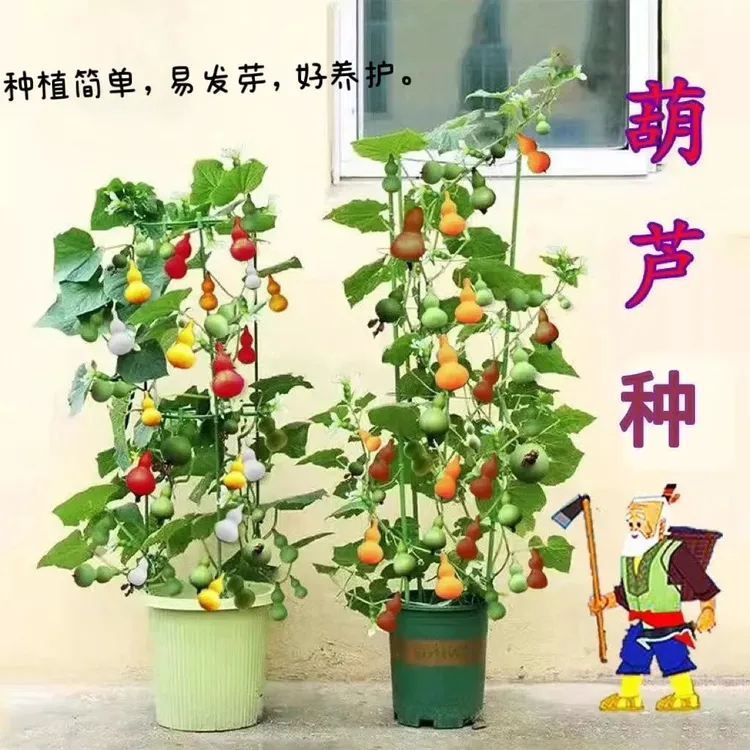 天然七彩葫芦植物盆栽手捻葫芦宝葫芦特小葫芦种文玩四季种梓大全