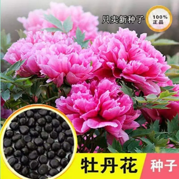 多款牡丹花种子洛阳牡丹花花色齐全易种活阳台室内庭院赏花必备