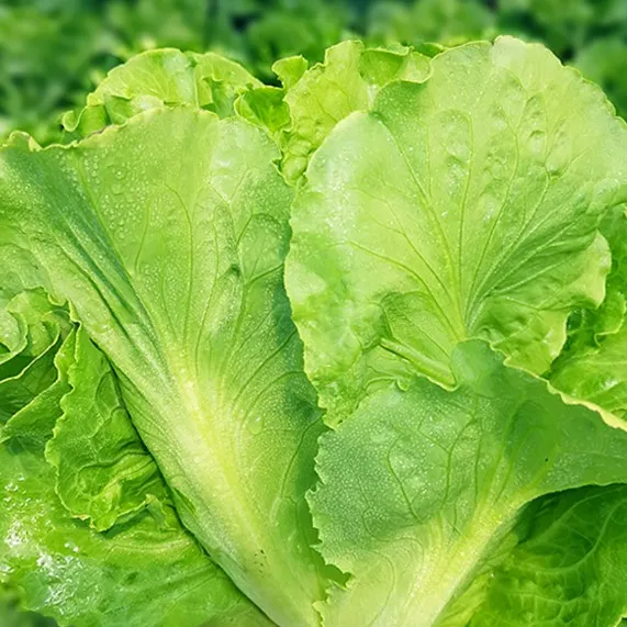 意大利四季生菜种子 春夏秋四季播蔬菜种籽 清脆香爽口阳台盆栽孑