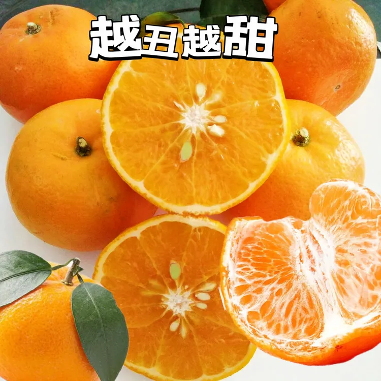 丑沃柑花皮果60mm以上发货新鲜采摘香甜多汁9~10斤
