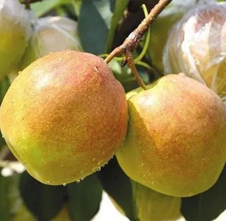 正宗山西隰县玉露香梨9颗精品装脆甜多汁皮薄肉厚