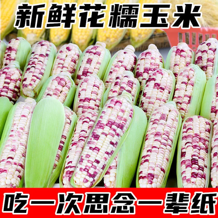 广西新鲜花糯玉米现摘2/9斤农家彩甜糯白花糯大棒玉米蔬菜包邮