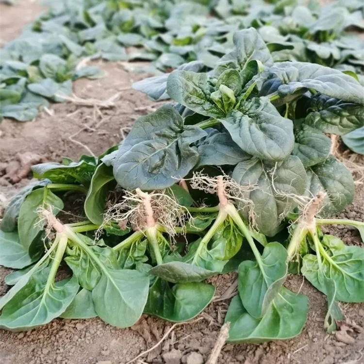 河南露天霜打矮秆趴地小菠菜新鲜现挖现发