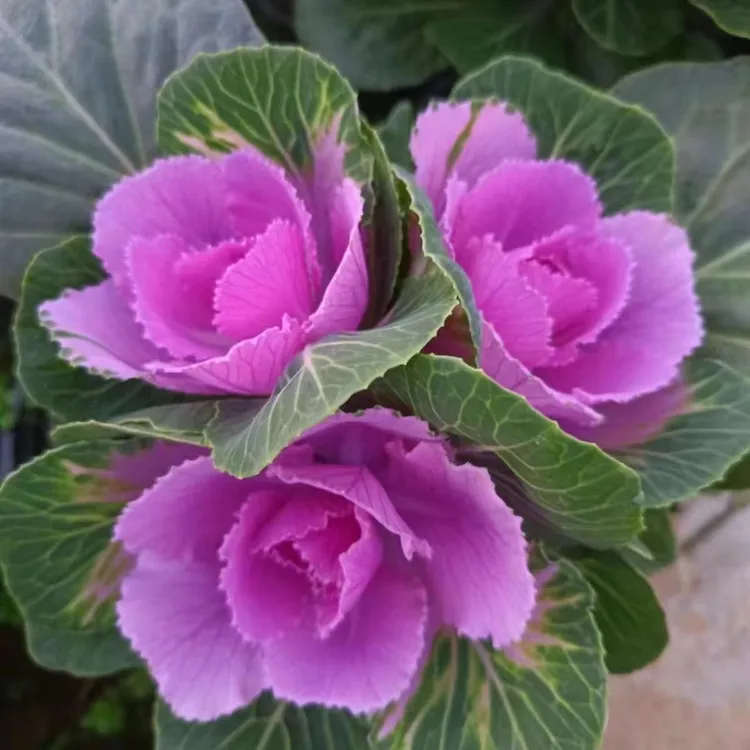 多头玫瑰羽衣甘蓝盆栽地栽庭院观赏玫瑰