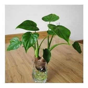 千手观音水培植物状客厅绿植花卉盆栽 水培滴水培滴水观音绿植