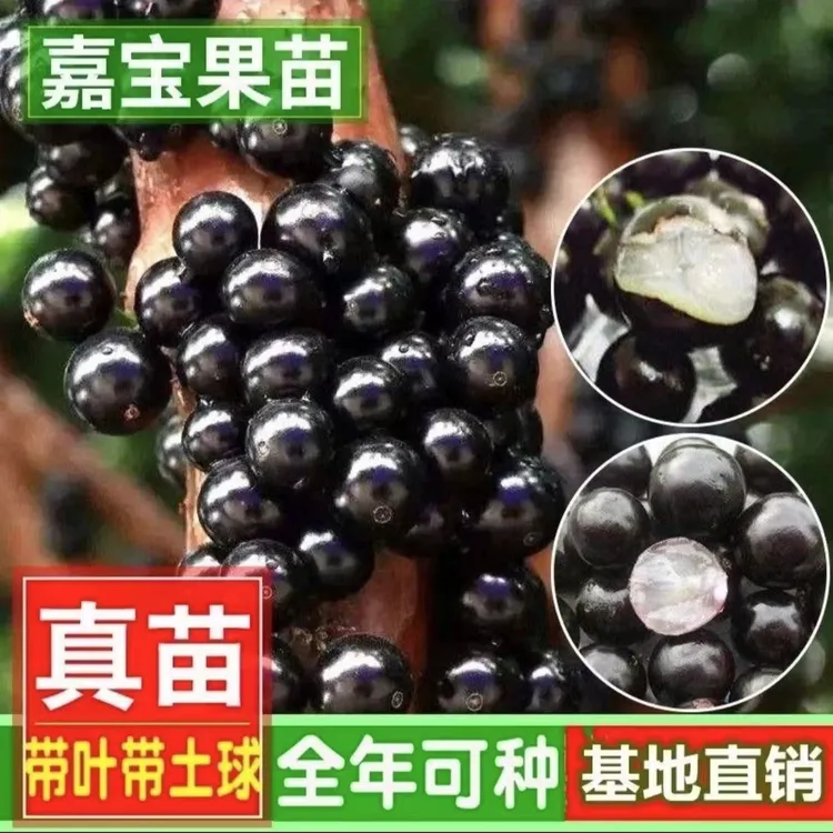 沙巴嘉宝果树葡萄苗南北方带土带叶四季盆栽成熟地栽种植果树苗