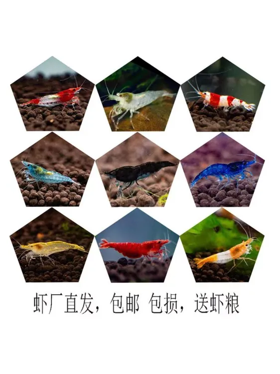 观赏虾除藻虾淡水虾极火樱花虾香吉士蓝宝石金背冷水虾黑壳虾