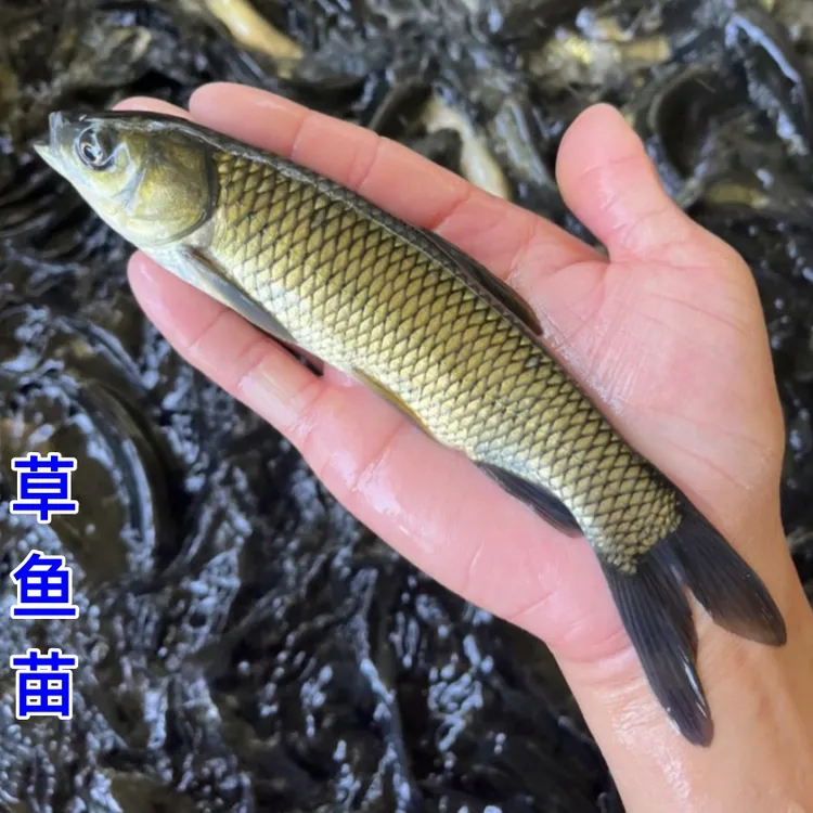 草鱼苗淡水活体小鱼苗好养殖食用活物冷水观赏鱼特大全草鱼活鱼苗